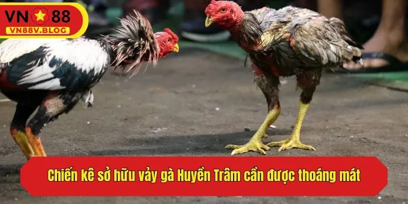 Chiến kê sở hữu vảy gà Huyền Trâm cần được thoáng mát