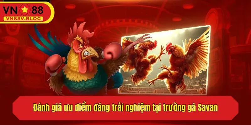 Đánh giá ưu điểm đáng trải nghiệm tại trường gà Savan