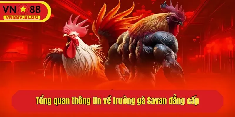 Tổng quan thông tin về trường gà Savan đẳng cấp