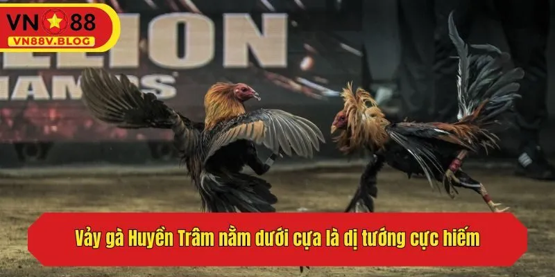 Vảy gà Huyền Trâm nằm dưới cựa là dị tướng cực hiếm